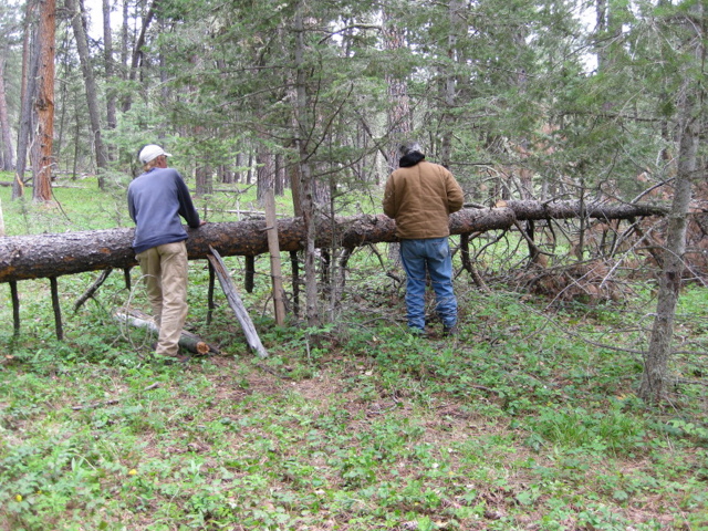 Cutting a tree on the fence line