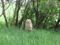 Baby Gt Horned Owl