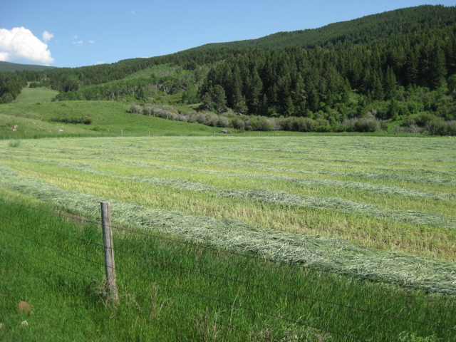 Crum Meadow