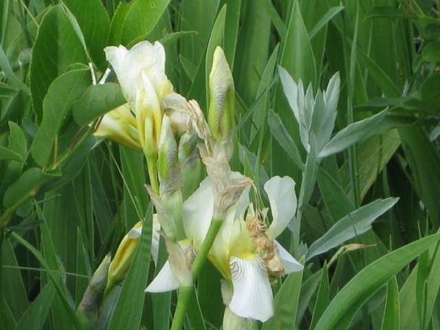 Sirucek flowers