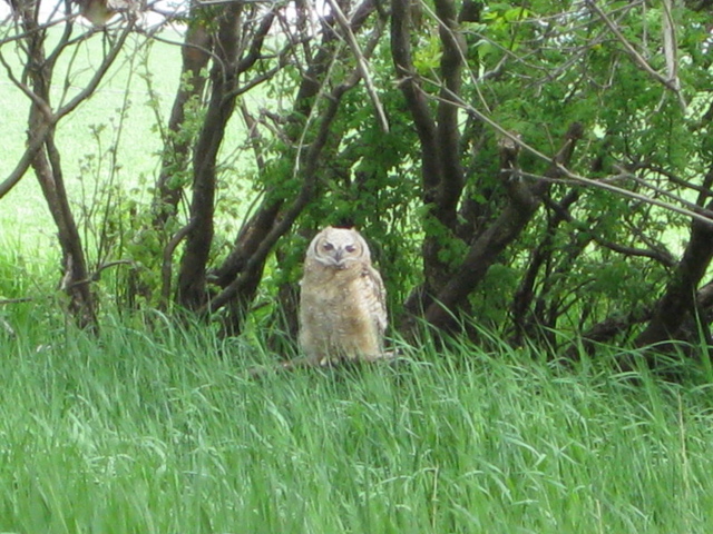 Baby Gt Horned Owl