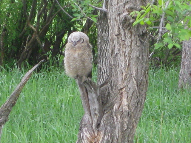 Baby Owl @ Sirucek