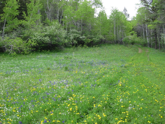 Flowers in the pass road