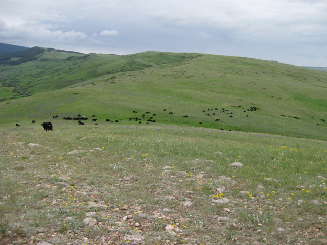 In the red dirt dam pasture