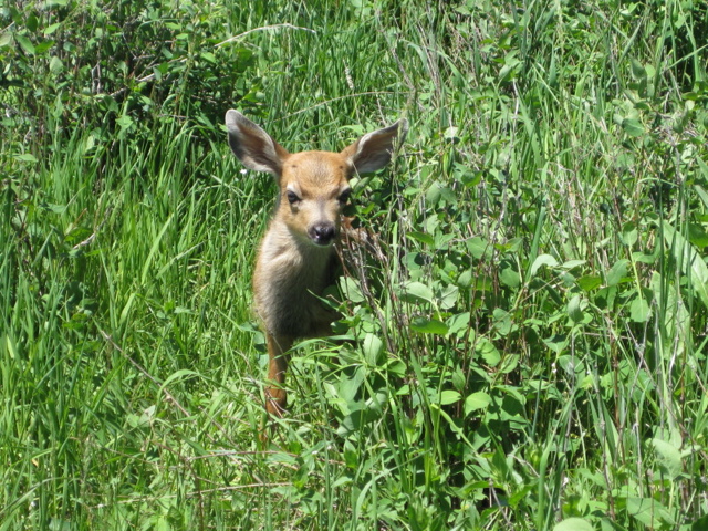 New fawn