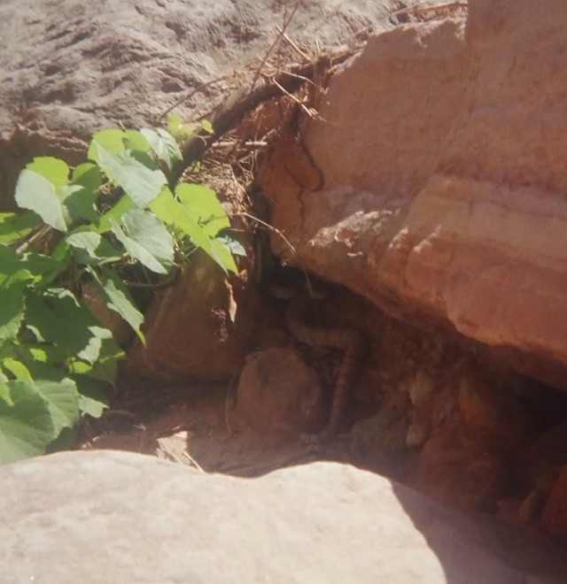 Rattlesnake.Havasu