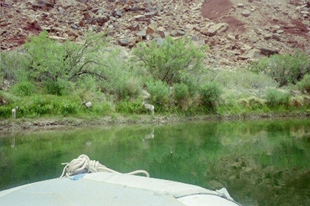 Desert Big Horn Sheep