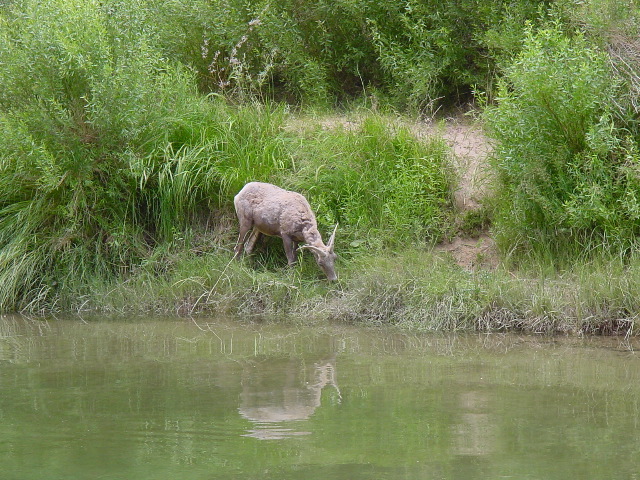 DesertBigHorn.JPG